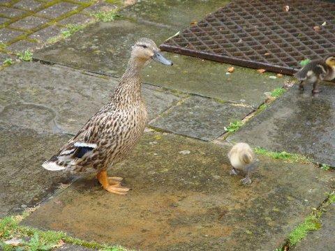 md_sunpm_pic34.jpg - We are joined by a duck and her young family........... (MD)