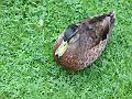 mi_sunpm_IMG_0426