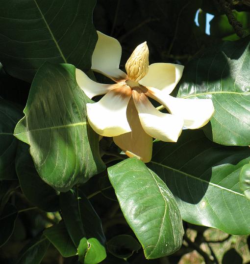 Magnolia-BirrGarden-CN.jpg - Magnolia in Birr Castle grounds (CN)